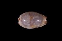 藏品(小眼寶螺)的圖片